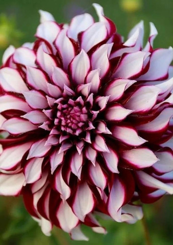 Imported dahlia dinnerplate - dahlia,