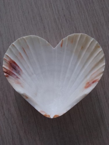 Heart shaped scallop shell - ,