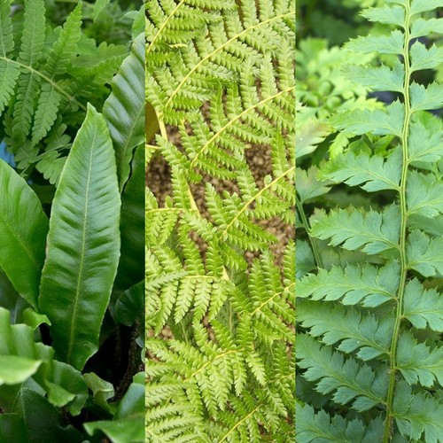 Fern plant mix - fern, pots