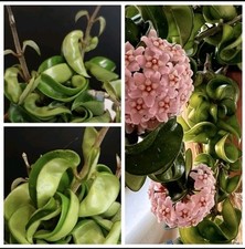 Hoya Cornosa Compacta. Hindu Rope. Fragrant Flowers. 1X Rooted Plant. 