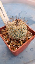 Mammillaria elegans HO296