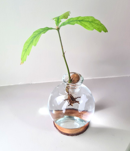 Grow oak tree - oak, from