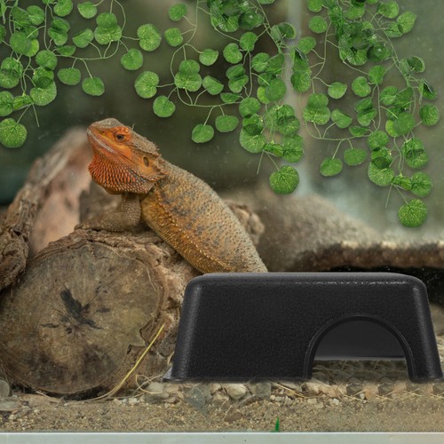 Snake hide bearded - snake,