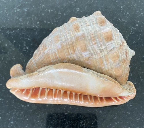 Fab large conch shell - large, cm