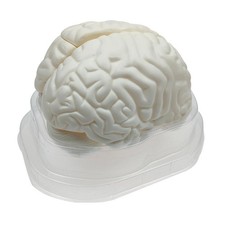 Life Size Human Brain Model