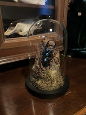 Stag Beetle In Woodland Like