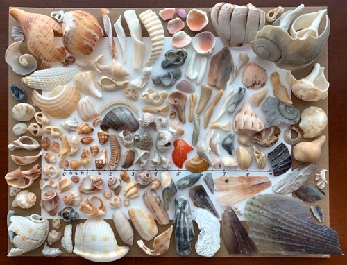 148 natural shell seashell - 148,