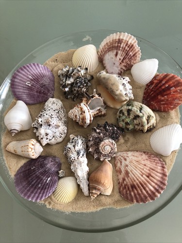 Mixed large 8cm - 5/8cm, exotic