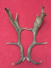 Pair fallow deer antlers - fallow,