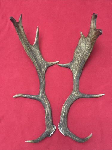 Pair fallow deer antlers - fallow,