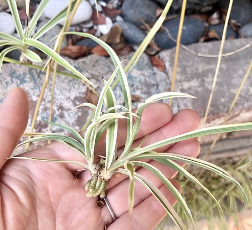 Live spider plant babies - live,