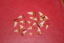 Fly Tying Golden Pheasant