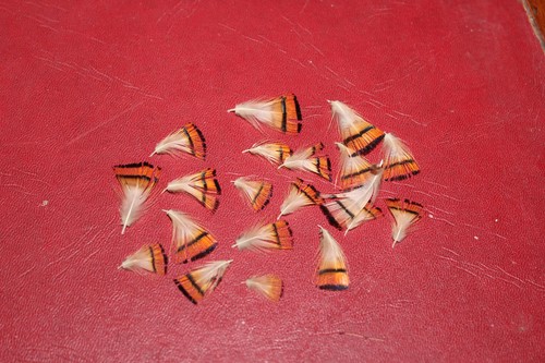 Fly tying golden pheasant - fly,