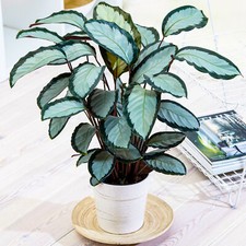 30-40cm Potted Calathea picturata 'Argentea' Silver Variegated Indoor Houseplant