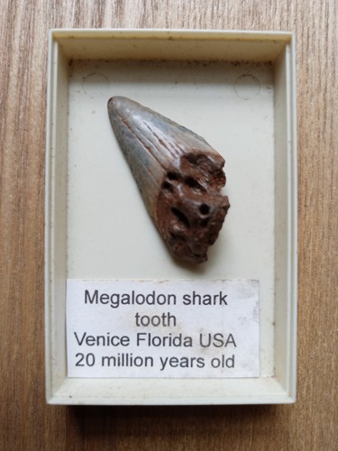 Megalodon tooth million - megalodon,
