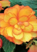 Begonia - Illumination Golden Picotee F1 - 50 Pelleted Seed - Large Pack