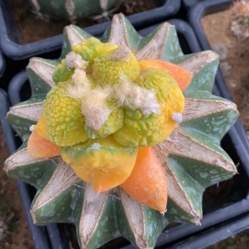 5cm cactus succulent - cactus, plant