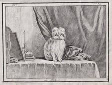 Bichon Cane Disegno 1780