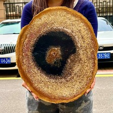 6.76LB Natural Beautiful Fossil Wood Section Specimen Therapy Healing