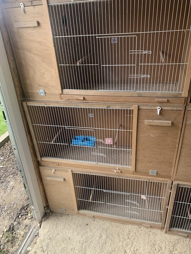 Parakeet breeding cages - parakeet,
