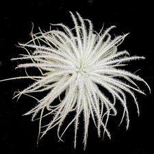 Tillandsia tectorum 'Snow' rare Air plant houseplant, 10 to 12 cm