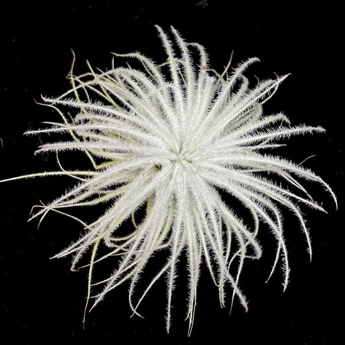 Tillandsia tectorum snow - tillandsia,