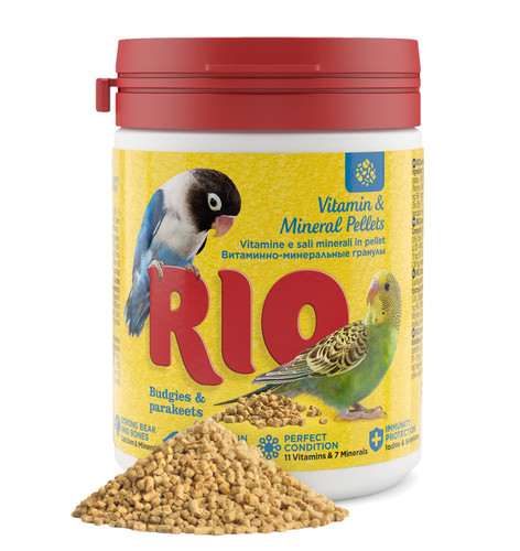 Rio small bird budgie - rio,