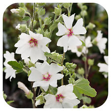 Lavatera clementii ‘Barnsley Baby’ Tree mallow Hardy shrub Jumbo plug plant