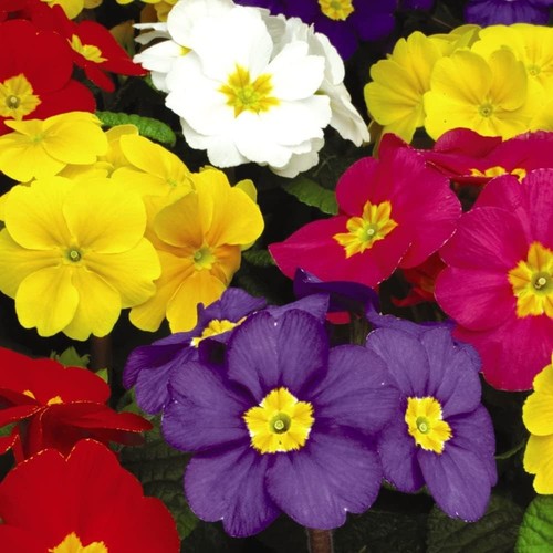 Polyanthus crescendo mixed - crescendo, f1