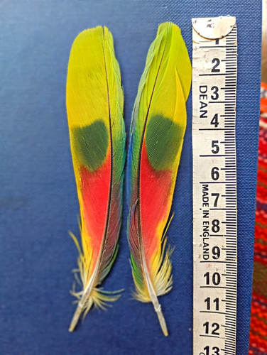 Pair parrot craft feathers - of,