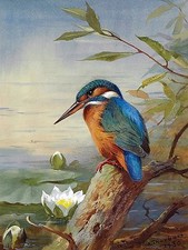 Kingfisher water tile mural - kingfisher,