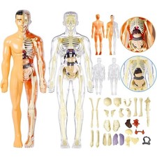 3D Human Body Structure Model