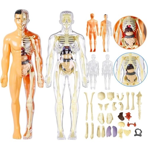 Human body structure model - 3d,