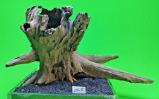Large Corbo Root CAVE CBL5