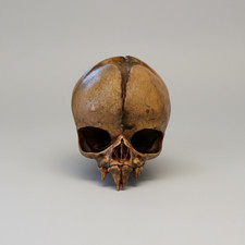 Nosferatu Fetus Skull Replica