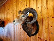 Taxidermy-Ram- Mouflon-Fox-Badger-Fawn-Deer-Antler_