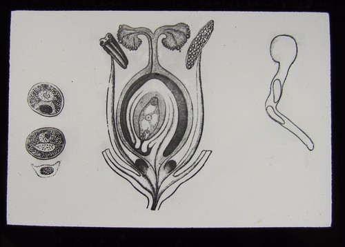 Glass magic lantern slide - magic,