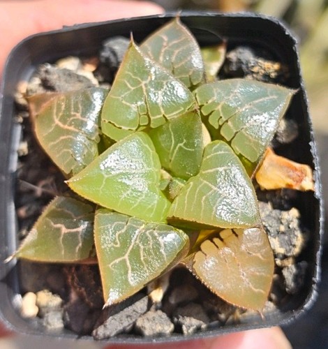Haworthia emelyae zhongdao - haworthia,