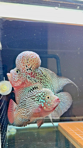 Fry flowerhorn red - flowerhorn, f2