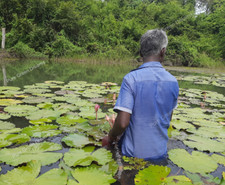 Egyptian Blue Lotus Nymphaea