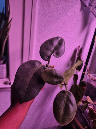 Hoya calycina stargazer - hoya,
