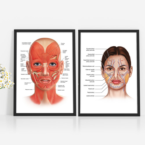 Face anatomy poster muscle - poster,
