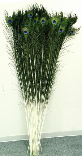 Long 100 pc natural - pc,