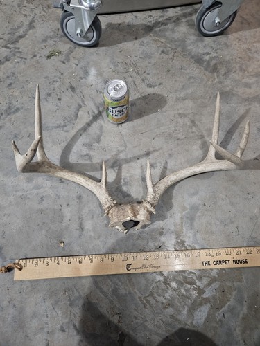 Wild point whitetail deer - 8,