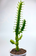 Euphorbia mayuranthii