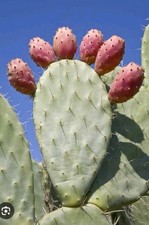 2 x XL 20cm - 30cm Opuntia