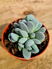 Crassula tecta succulent - crassula,