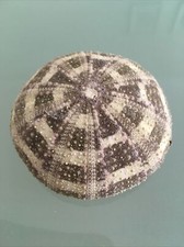 Large 7/8cm Tartan Alfonso Sea urchin shells crafts airplants aquarium fish tank