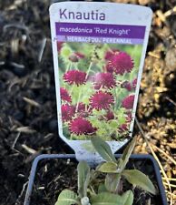 Knautia Scabious Red Knight