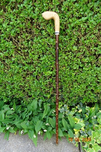 Blackthorn walking stick - , with